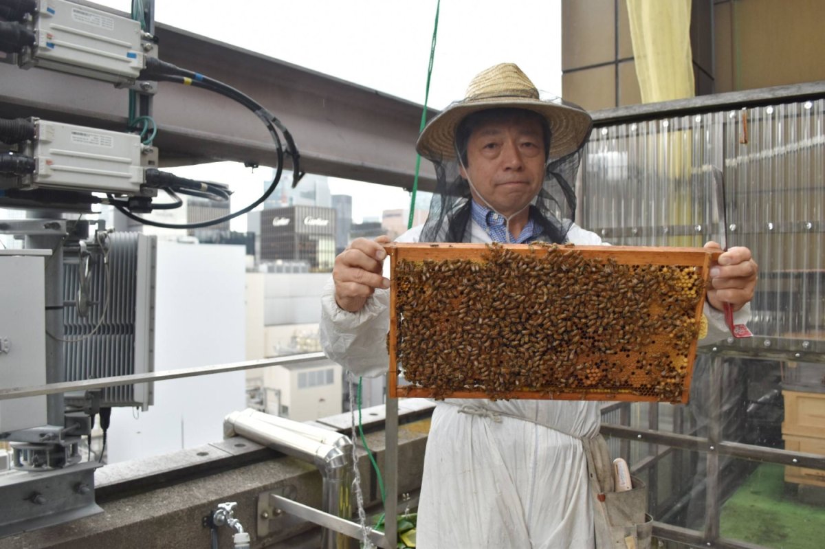 Tokyo'nun Ginza bölgesi kentsel arıcılıkta 20 yılı kutluyor