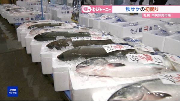 Sonbahar lezzeti somon kuzey Japonya'da açık artırmada rekor fiyatla satıldı