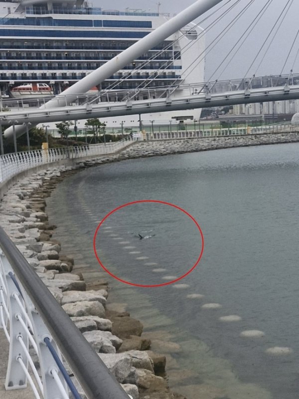 Busan sahil parkı yakınında görülen köpekbalığı Sahil Güvenlik'i harekete geçirdi