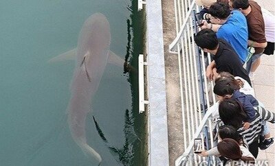 Busan'da kanala sıkışan köpekbalığı 'Bukang-i' için kurtarma operasyonu başlatılacak