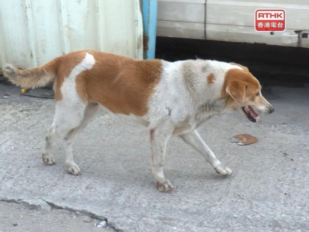 Her köpek saldırısı bir trajedi fazla: AFCD