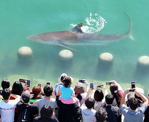 Busan'da köpekbalığı kalınca parkta gece erişimi kısıtlandı, kalabalık artıyor