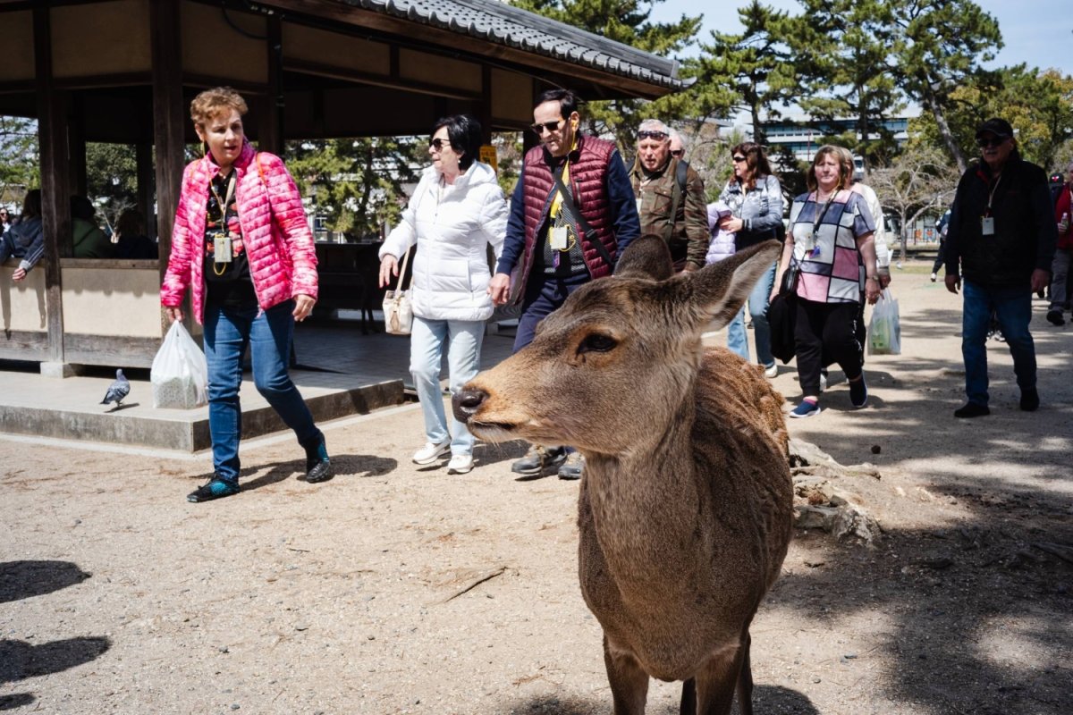 Çinli ziyaretçilerdeki düşüş Japonya'nın Ağustos'taki gelen turist sayısını azalttı