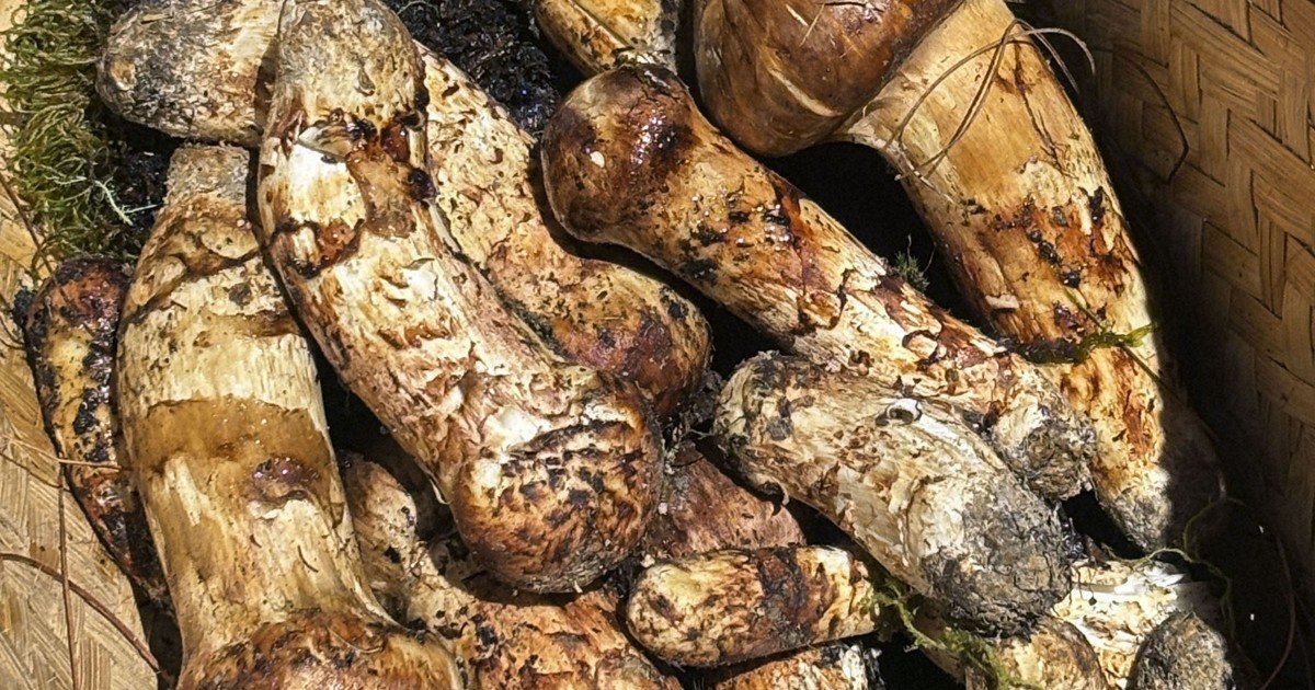 Bhutan'ın matsutake mantarları Japon alıcılar için gizli hazine oldu