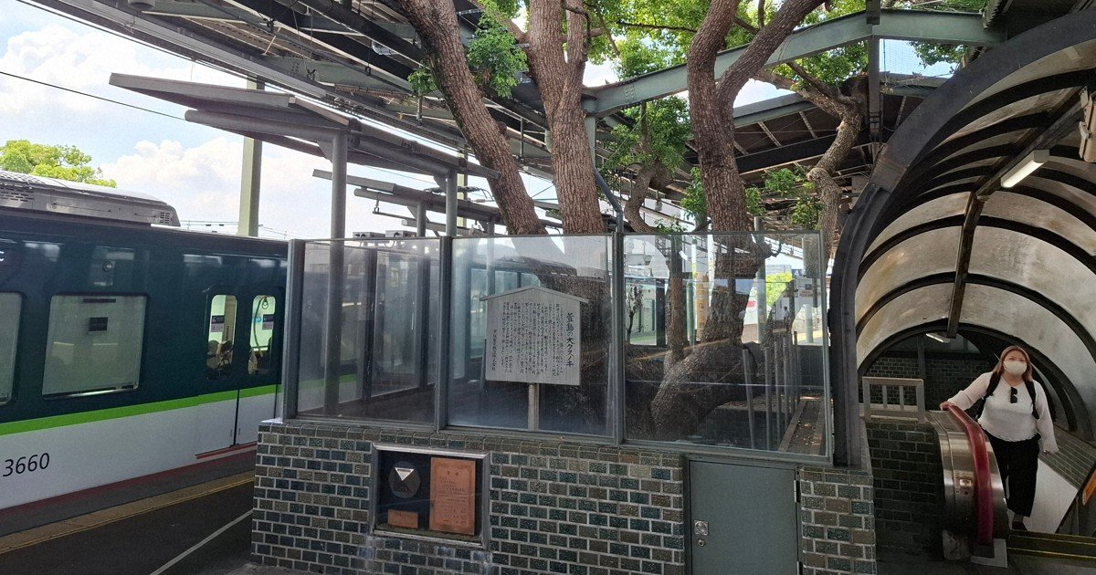 Osaka'daki tren istasyonu çatısını delen dev ağaç ziyaretçileri şaşırttı