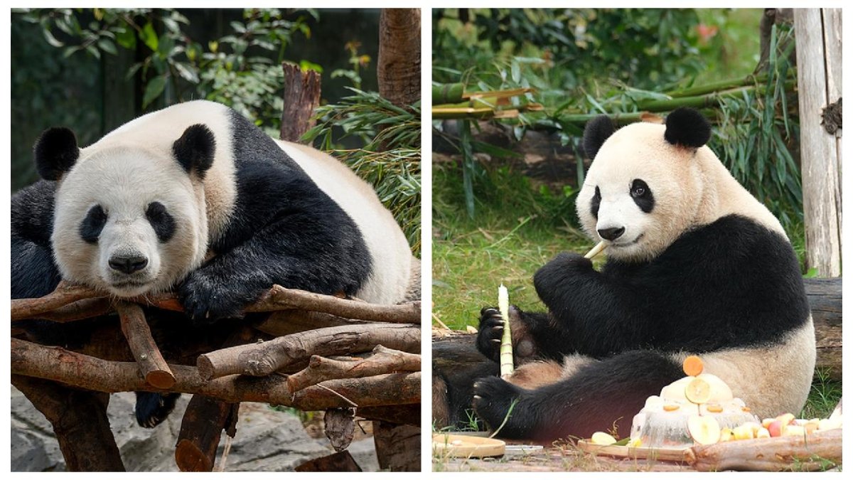 Çin dev panda çiftini Zoo Atlanta'ya gönderdi