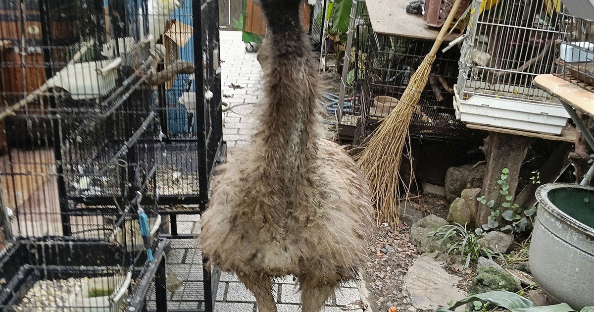 Emu kısa süreliğine batı Japonya'daki gezici hayvanat bahçesinden kaçtı, yaralanma olmadı