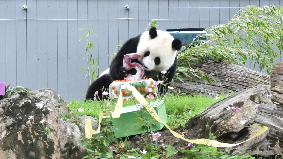 Dev panda Qing Bao Washington'da 5. yaşını kutladı