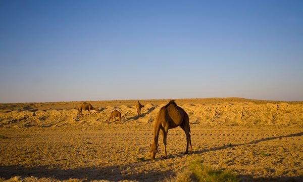 Türkmenistan'ın veri çölünde altın çağ bir serap