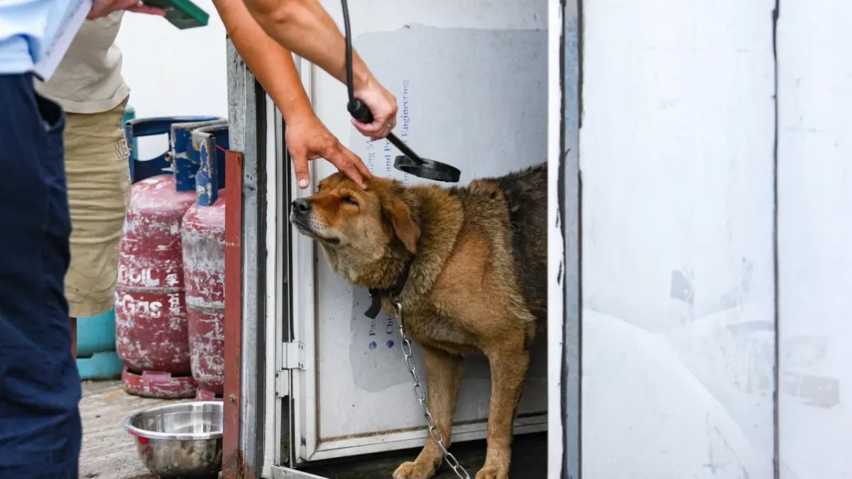 Yuen Long'da başıboş köpek araması genişletildi, yeni güvenlik kameraları kuruldu