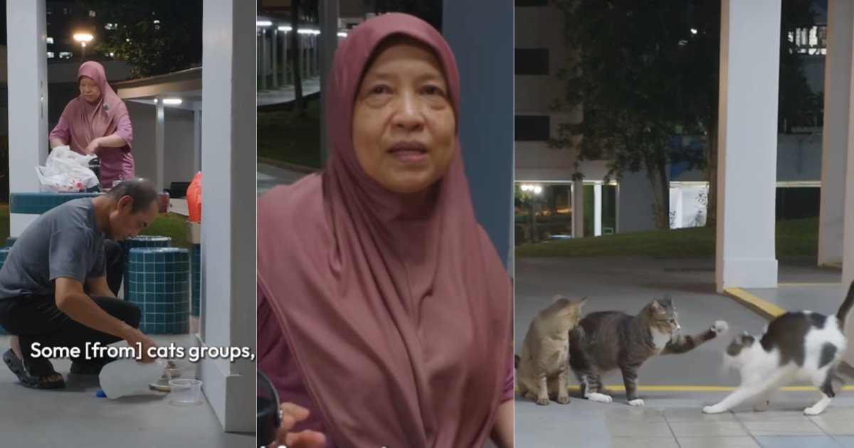 Singapur çifti 16 yıldır Bedok'taki mahalle kedilerini ayda 1.600 S$'ya kadar besliyor