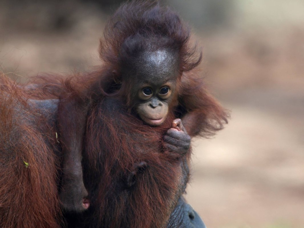 Hindistan'da terk edilen bebek orangutanlar kaçakçılığın 'korkutucu' boyutunu gözler önüne serdi