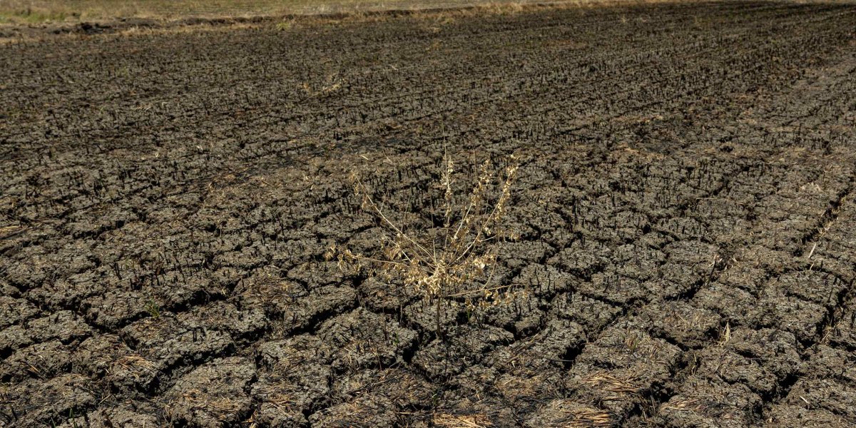 El Niño ve yapay zeka, gelişen Asya'da ekonomik büyüme açığını artıracak: ADB