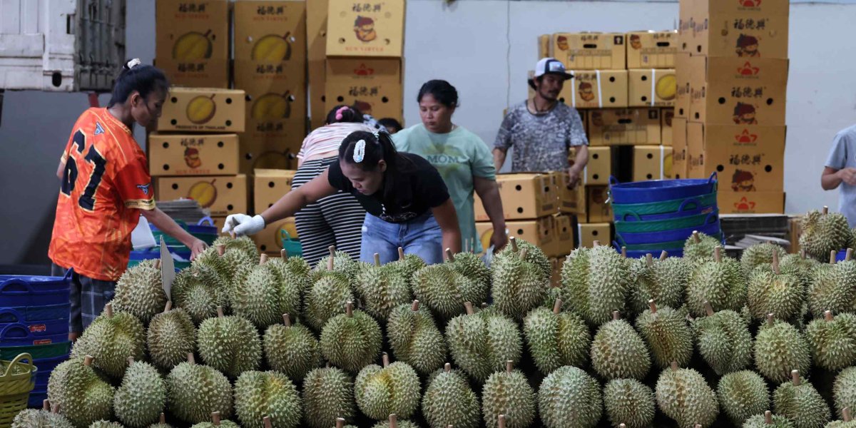 Dikenli risk: Taylandlı çiftçiler Çin'in durian tutkusunu beslemek için her şeyi göze alıyor