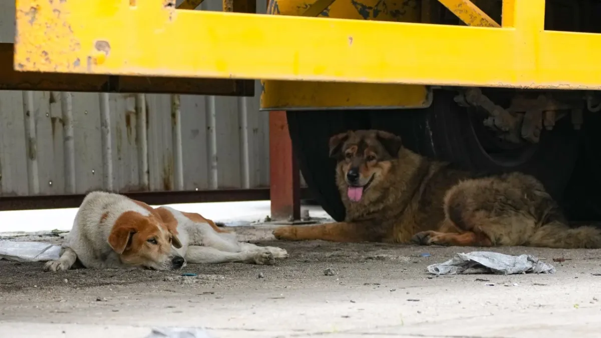 Barınaklar Yeni Bölgeler'deki depo bekçi köpeklerinin kötü muamelesine karşı uyarıyor