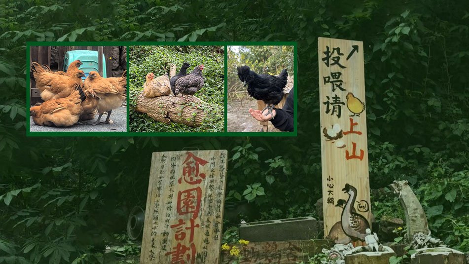 Sichuan Güzel Sanatlar Enstitüsü öğrencilerinin 'iyileştirici' tavukları çalındı, okul kümes yasağı getirdi
