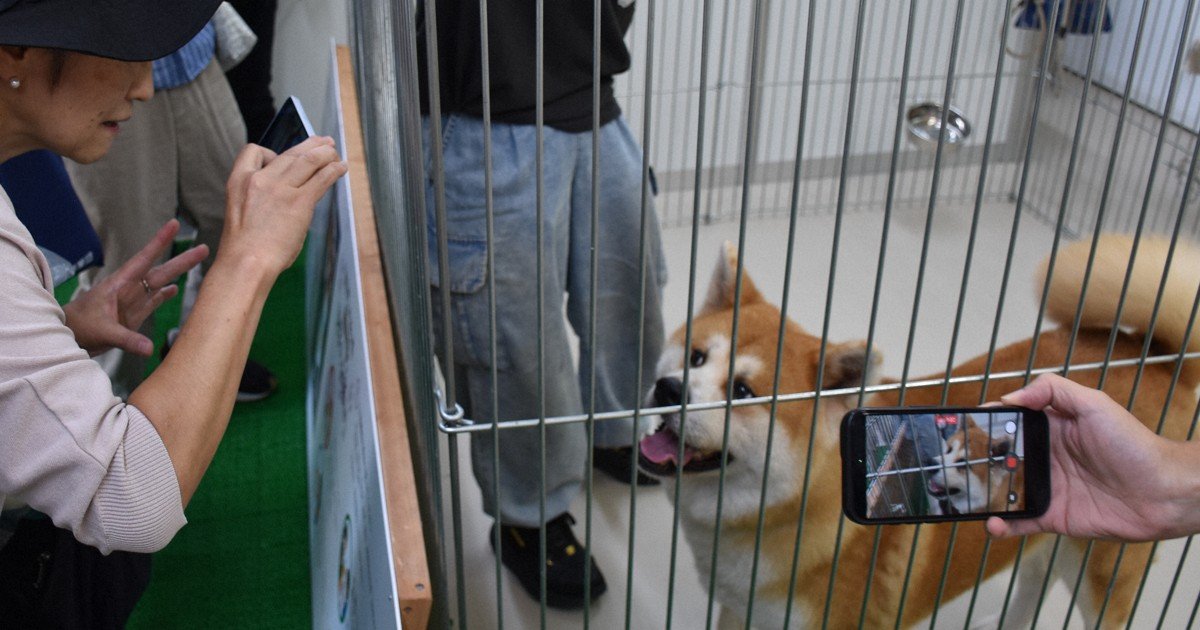 Akita'daki köpek etkileşim tesisi, sıcaklar için kapalı alana taşınıp yeniden açıldı