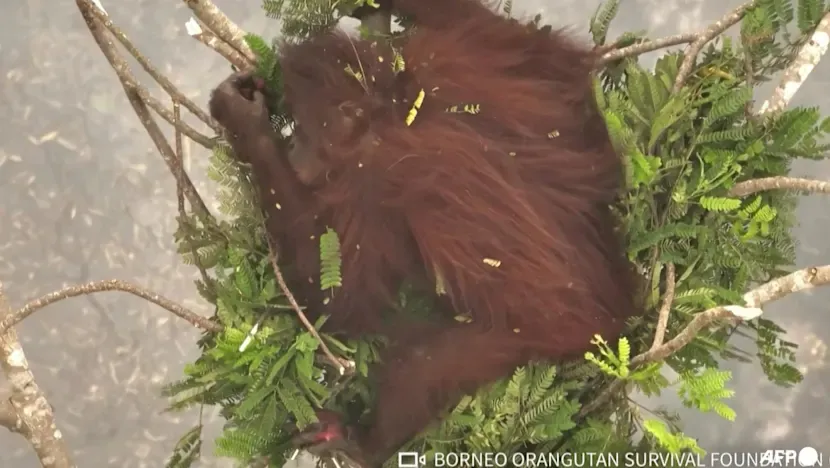 Endonezya'daki orman yangınlarında alevlerden kaçan orangutanlar kurtarıldı